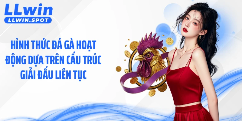 Hình thức đá gà hoạt động dựa trên cấu trúc giải đấu liên tục
