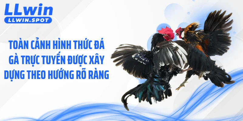 Toàn cảnh hình thức đá gà trực tuyến được xây dựng theo hướng rõ ràng